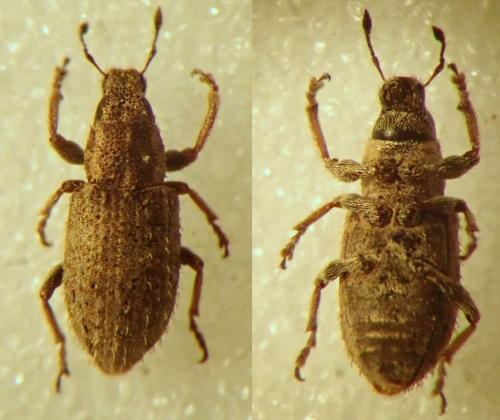 Réf. 244 300 : Sitona hispidulus