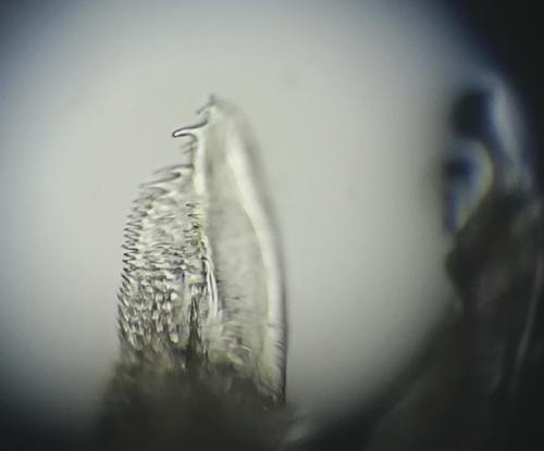 Janetschekella valesiaca