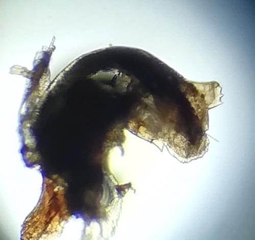 Craspedosoma taurinorum