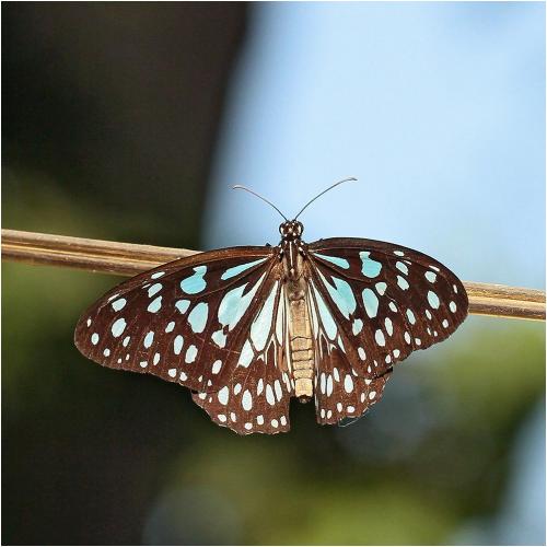 Tirumala limniace