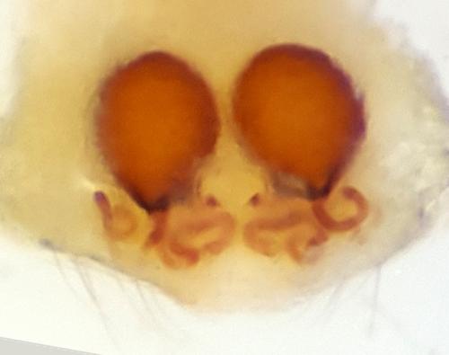 Theridion harmsi