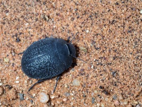 Zophosis sp.