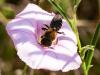 244074 – Photo : Danièle Tixier-Inrep – France (30)