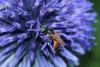 244770 – Photo : Daniel INGREMEAU – France (36)