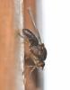 244418 – Photo : Jean-Michel GAREL – France (89)