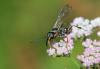 244183 – Photo : Marc Solari – France (68)