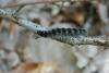 244312 – Photo : Patrick FOSSARD – France (69)
