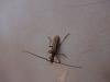 244533 – Photo : corbisier – France (06)
