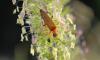 244250 – Photo : alain Roujas – France (31)