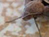 244898 – Photo : Benjamin Guichard – Martinique