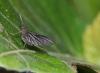 244350 – Photo : D. Martinez – Philippines
