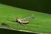 244809 – Photo : D. Martinez – Philippines