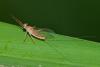 244733 – Photo : D. Martinez – Philippines