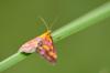 244759 – Photo : Pitiot Fabrice – France (60)