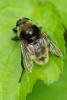 244840 – Photo : Olivier Pouvreau – France (86)