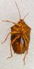 244761 – Photo : Bernard Perthuis – Guyane française