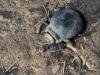 244485 – Photo : Lionel Casset – Namibie