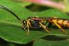 244143 – Photo : Daniel INGREMEAU – France (36)