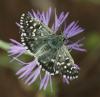 244298 – Photo : Yoann Pelouard – France (72)
