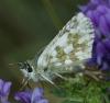 244689 – Photo : Yoann Pelouard – France (06)