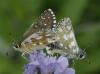 244748 – Photo : Yoann Pelouard – France (74)
