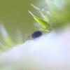 244582 – Photo : Mathurin CARNET – France (58)