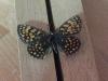244745 – Photo : Limenitis78 – France (66)