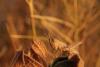 244425 – Photo : Hermann Hubert-Dudoit – France (13)