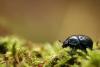 244428 – Photo : Hermann Hubert-Dudoit – France (54)