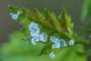 244763 – Photo : Daniel Ventard – France (71)