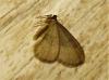 244616 – Photo : ORCHALLAN – France (44)
