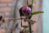 244377 – Photo : Dominique THAUVIN – France (45)
