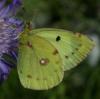 244846 – Photo : Yoann Pelouard – France (74)