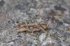 244472 – Photo : Johan Verstraeten – France (20)
