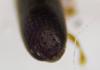 244945 – Photo : Guillaume Delporte – France (59)