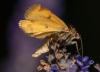 244097 – Photo : Roland Seitre – France (46)