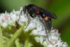 244025 – Photo : Roland Seitre – France (46)