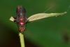 244454 – Photo : D. Martinez – Philippines