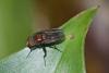 244465 – Photo : D. Martinez – Philippines