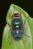 244413 – Photo : D. Martinez – Philippines