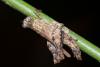 244455 – Photo : D. Martinez – Philippines