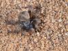 244360 – Photo : Lionel Casset – Namibie