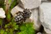244838 – Photo : Jessica Joachim – France (11)