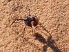 244318 – Photo : Lionel Casset – Namibie
