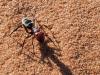244319 – Photo : Lionel Casset – Namibie