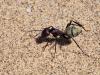 244801 – Photo : Lionel Casset – Namibie