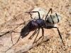 244800 – Photo : Lionel Casset – Namibie