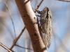 244708 – Photo : Lionel Casset – Namibie