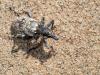244833 – Photo : Lionel Casset – Namibie
