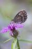 244941 – Photo : Nicolas Helitas – Italie